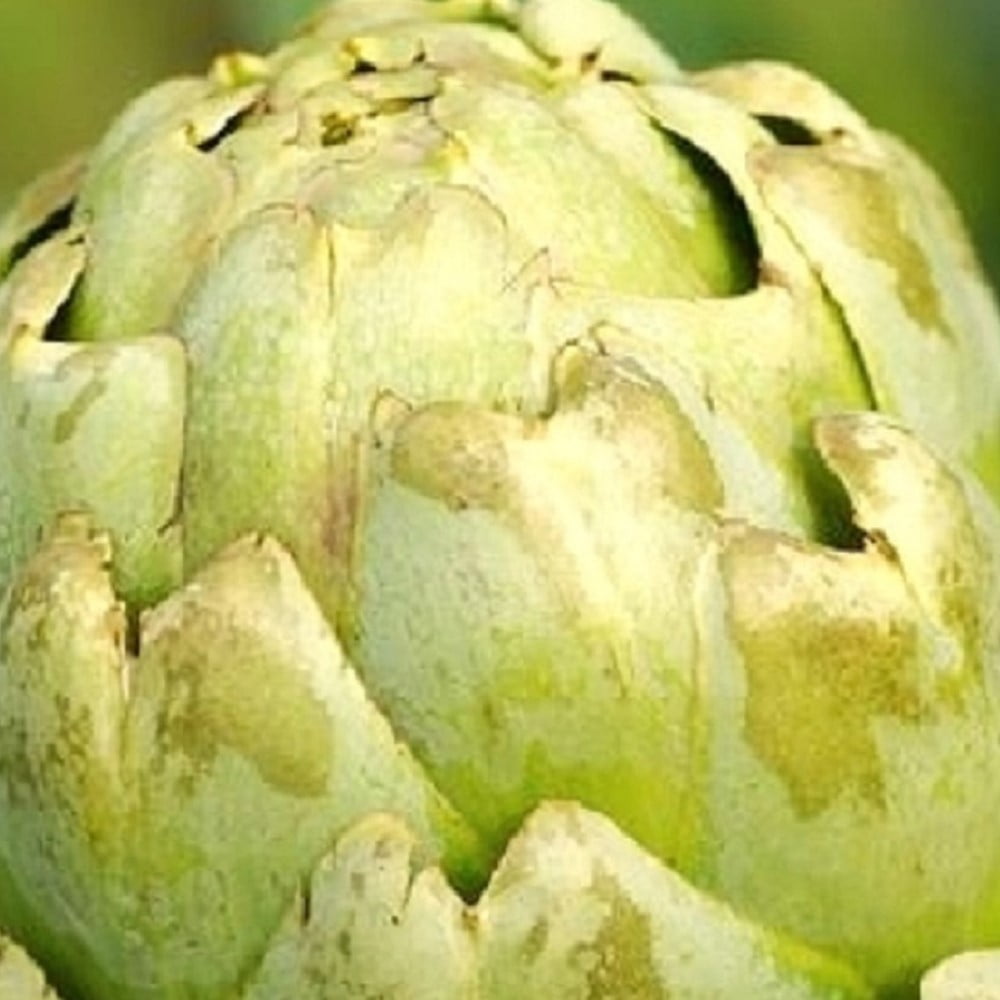 50 Green Globe Artichoke Seeds NONGMO Fresh Heirloom Garden Seeds