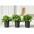 thumbnail image 4 of TomorrowSeeds - Giant Flat-Leaf Parsley Seeds - 2000+ Count - For 2026 Planting USA Italian Basil, 4 of 11