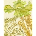thumbnail image 2 of Wang, Melissa 20x24 White Modern Wood Framed Museum Art Print Titled - Vintage Seaweed Collection I, 2 of 4