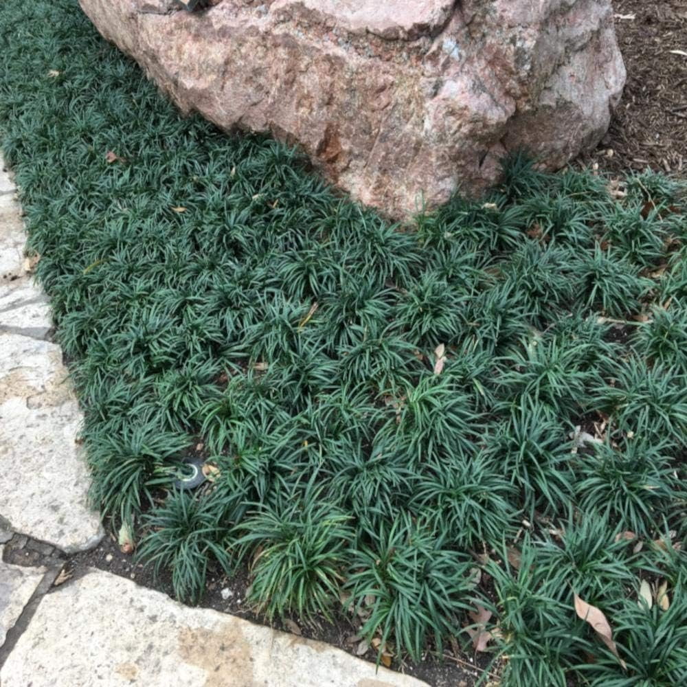 Dwarf Mondo Grass Plants  200 Live Bare Root Pips  Ophiopogon Japonicus Nanus  Perfect for Ground Cover & Borders  Hardy & Low Maintenance
