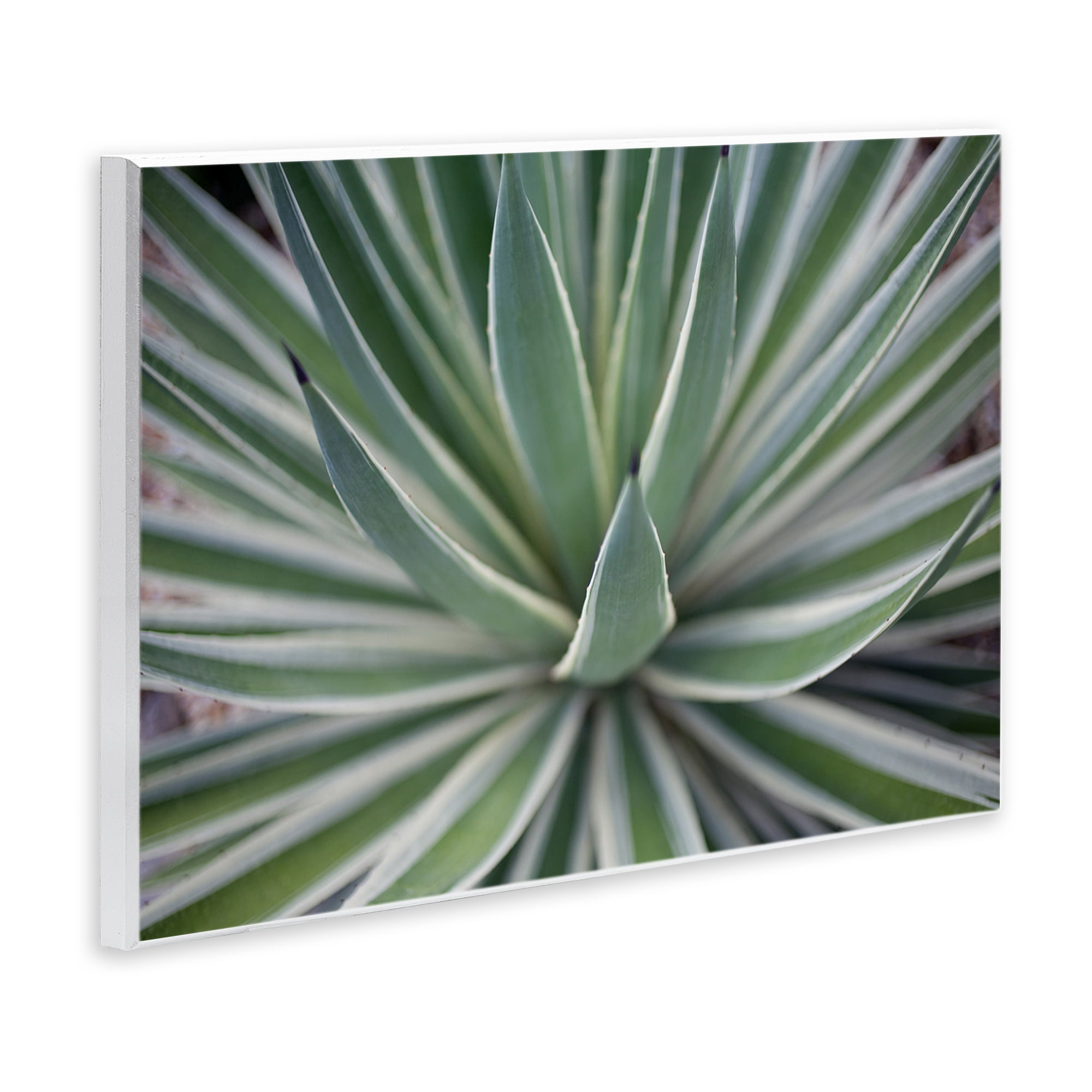 Stupell Industries Striped Plant Leaves Botanical & Floral Photography Unframed Art Print Wall Art, 15 x 10