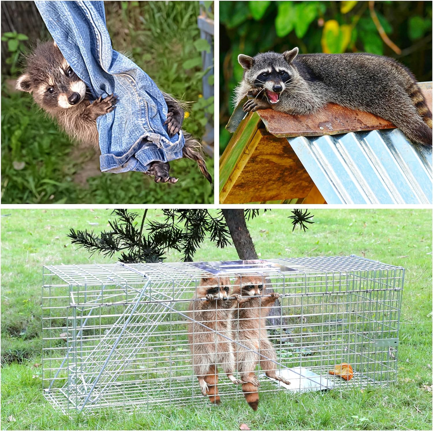 2-Pack H&B Cat Trap,Humane Feral Cat Traps,Live Animal Trap Cage,32X12 X10inch,Small Animal Trap,Catch and Release Stray Cats,Racoons,Squirrels,Rabbit,Foxs and More Rodents,Large(Silver)