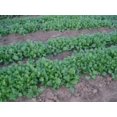 thumbnail image 3 of 3000 PURPLE Top WHITE Globe TURNIP Brassica Rapa Vegetable Seeds, 3 of 5