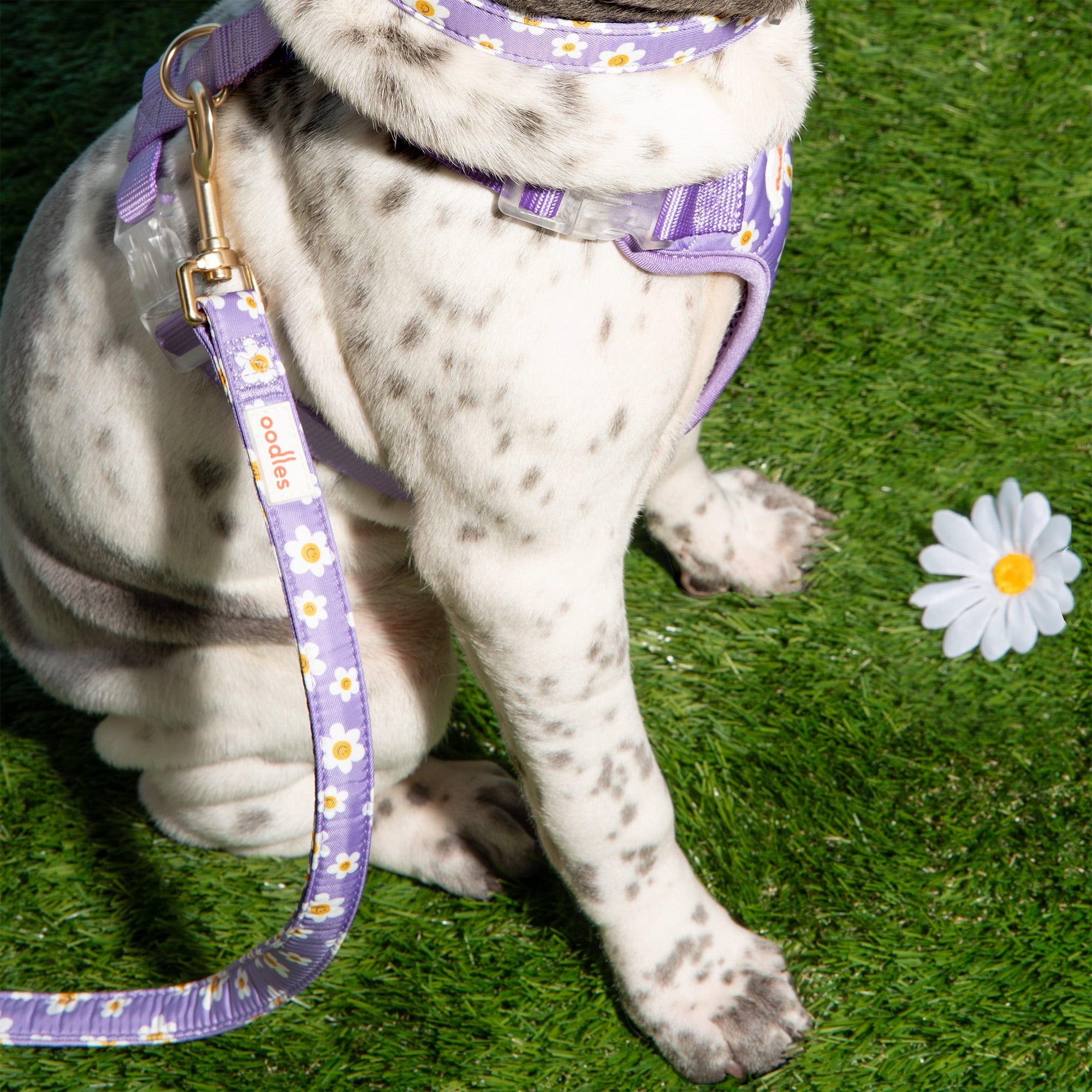 Oodles Floral Smiley Dog Walking Harness, Large