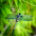 thumbnail image 3 of BLE 12CM Outdoor Mosquito Repellent Simulation Large Dragonfly Model M4V5, 3 of 5