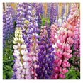 5 lb. Perennial Lupine Flower Seed Mix for Planting