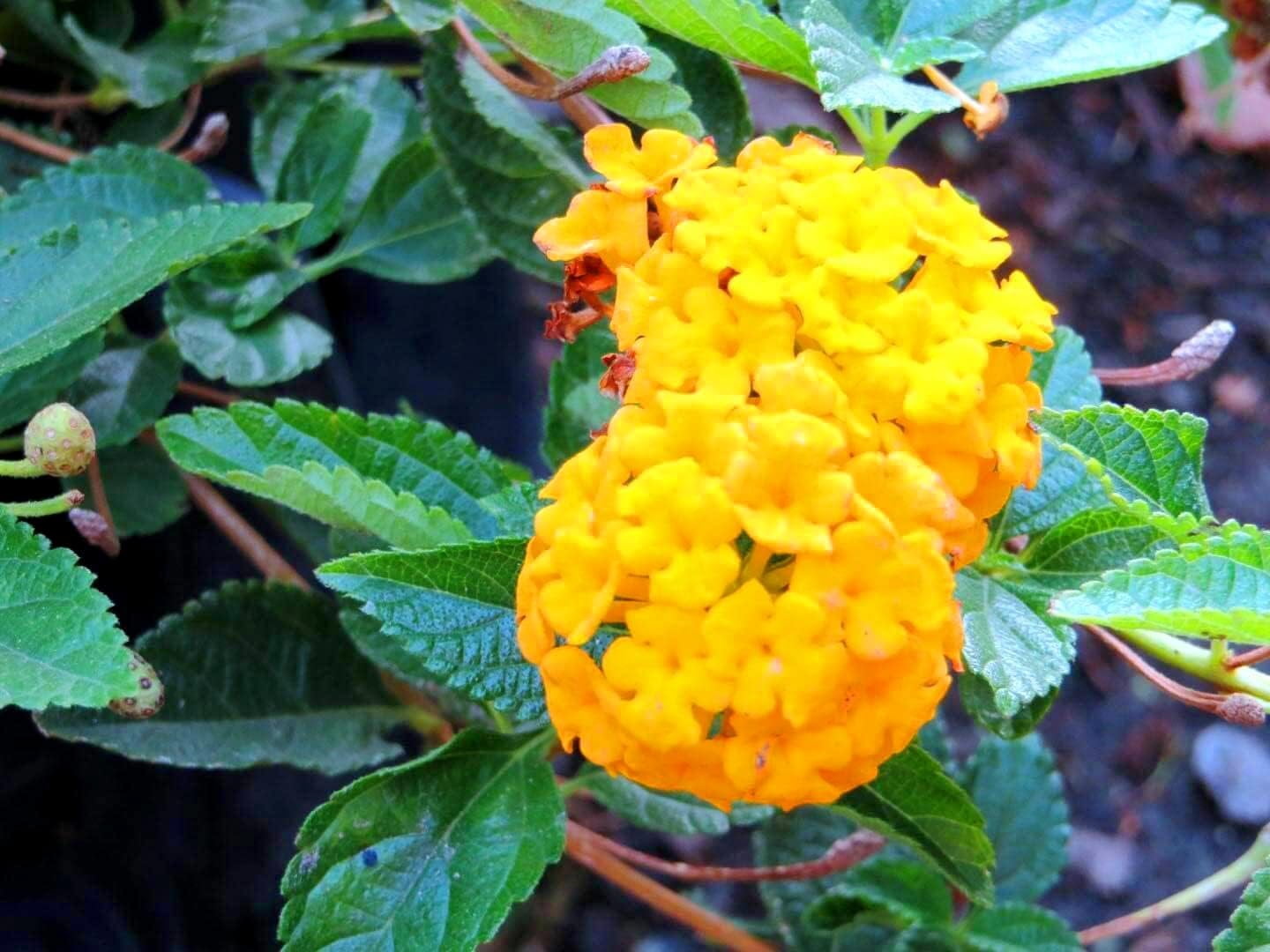 Lantana New Gold I 3 Live Plants I Verbenaceae Camara I Live Vibrant Golden Yellow Flowers, Heat and Drought Tolerant, Ideal for Hanging Baskets and Borders