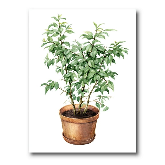 Ficus Benjamina Plant In Clay Flowerpot 12 in x 8 in Painting Canvas Art Print, by Designart