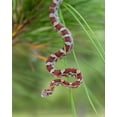thumbnail image 2 of Pryor, Maresa 26x32 Gold Ornate Wood Framed with Double Matting Museum Art Print Titled - Corn Snake in long-leaf pine A docile non-venomous snake found throughout Florida, 2 of 4