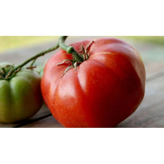 Ivan Heirloom Tomato Premium Seeds Packet