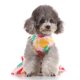 thumbnail image 1 of Suave y de Poliéster + Malla Adecuado para Perros Gato - , METRO Yinane Vestido de verano para perros, 1 of 8