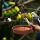 thumbnail image 1 of Comedero Para Pájaros Colgante Para De Pájaros, Fácil De Alimentar, Plataforma De Comedero Para Pájaros Con Semillas Al Aire Libre, Espacio Adecuado De Plástico Para, 1 of 7