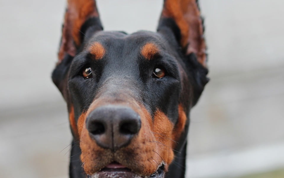 doberman eyes