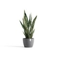 thumbnail image 4 of Ecopots Stockholm Durable Modern Round Indoor/Outdoor Recycled Based Composite Flower Pot Planter, Grey, 9.5", 4 of 4
