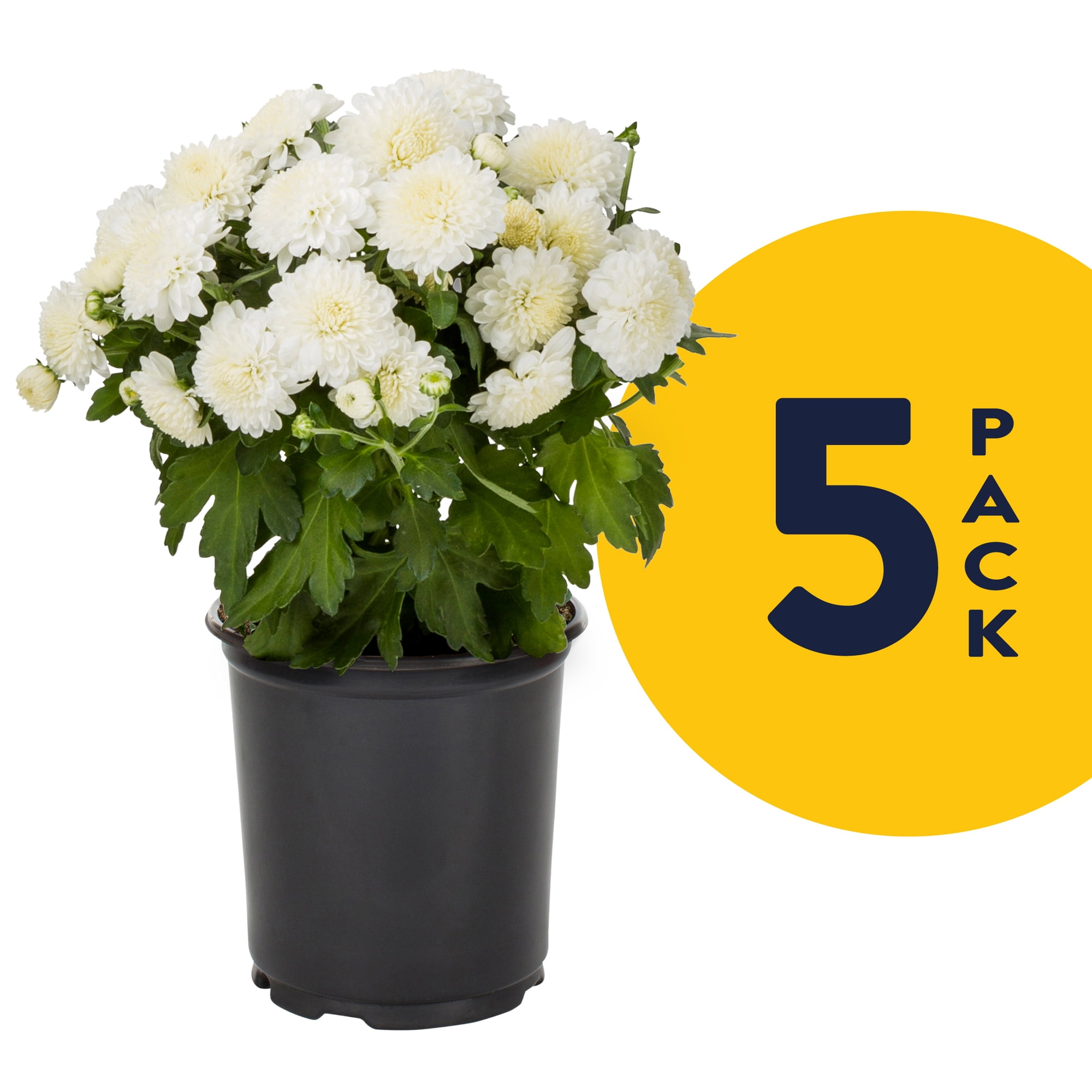 Expert Gardener 1PT White Garden Mum Live Plants (5 Pack) with Grower