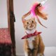 thumbnail image 4 of Cat Teaser Wand Toy Silicone Adjustable Collar, Feather With Bell, Interactive Cat Teaser For Indoor Cats Kittens Pink, 4 of 5