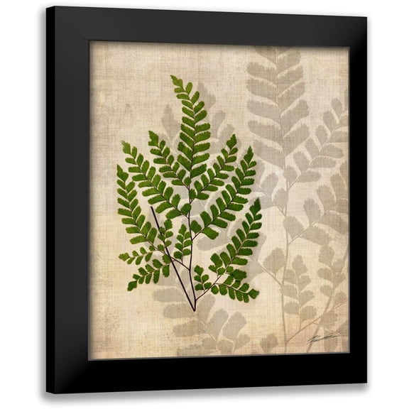 Butler, John 12x14 Black Modern Framed Museum Art Print Titled - British Ferns VI