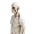 thumbnail image 3 of Figura de anatomía humana Sunnimix Modelo Masculino blanco, 3 of 8