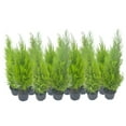 thumbnail image 2 of 12-PK Live Dwarf Lemon Cypress, Cupressus macrocarpa ‘Goldcrest Wilma,’ Live Indoor Tree, Houseplant, Garden Plant, Fragrant Plant, 6.0-in Pot(s), 2 of 6