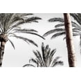 thumbnail image 2 of 1x Studio III 24x17 White Modern Wood Framed Museum Art Print Titled - Palm_007, 2 of 4