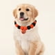 thumbnail image 4 of Collar de Bolas de Pelo para Mascotas con Diseño de Calabaza y Cascabeles para Gatos | Naranja | Talla M (20-28 Cm) | Diseño Festivo | Poliéster Ligero | 1 Collar de Bolas de Pelo, 4 of 6
