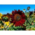 thumbnail image 3 of 25 CHOCOLATE CHERRY SUNFLOWER Helianthus Annuus Red & Brown Flower Seeds, 3 of 10