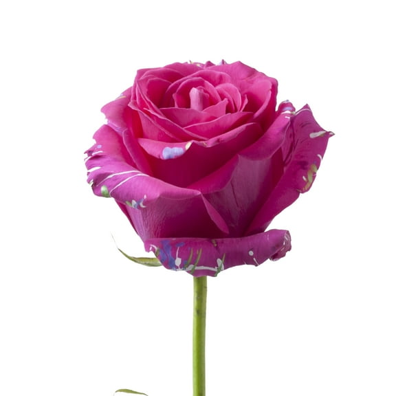 Painted Sarah Confetti Roses 50 cm - Fresh Cut - 100 Stems