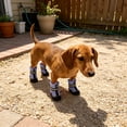thumbnail image 6 of 4PCS Breathable Dog Shoes Waterproof Non Slide Night Suitable for Small Medium and Large Dogs Boots for Daily Walking, 6 of 6
