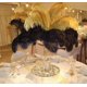 thumbnail image 2 of Paquete de 10 plumas de avestruz para decoración del hogar, bodas, 30-35 cm, 2 of 5