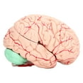 thumbnail image 2 of Oubit Modèle d'Anatomie du Cerveau Humain, Modèle d'Anatomie du Cerveau Humain pour Enfants, Modèle de Neurosciences Design Épuré, 2 of 9