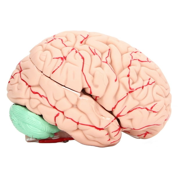 12+ Reptilian Brain Diagram