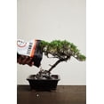 thumbnail image 5 of Bonsai Soil All Purpose Mix | Fast Draining Pre Blend (2 Quart Bag) Plant | Pumice, Lava, Calcined Clay and Pine Bark ● Potting Pre Mixed Bonsai Plant Soil Mixture By General, 5 of 9