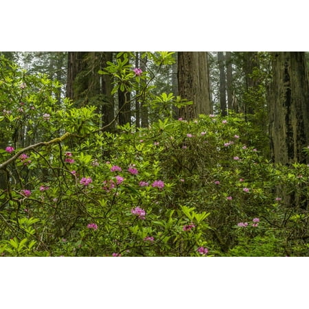 USA, California, Redwoods National Park. Rhododendrons in Forest Print Wall Art By Cathy & Gordon (Best Redwood Forest In California)
