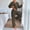 Army Green, variant on HAPIMO Women's Sets Thickened Warm Fleece Sweatshirt Casual Comfy Long Sleeve V Neck Tops Fleece Joggers Fall Winter Loungewear Sets Red M