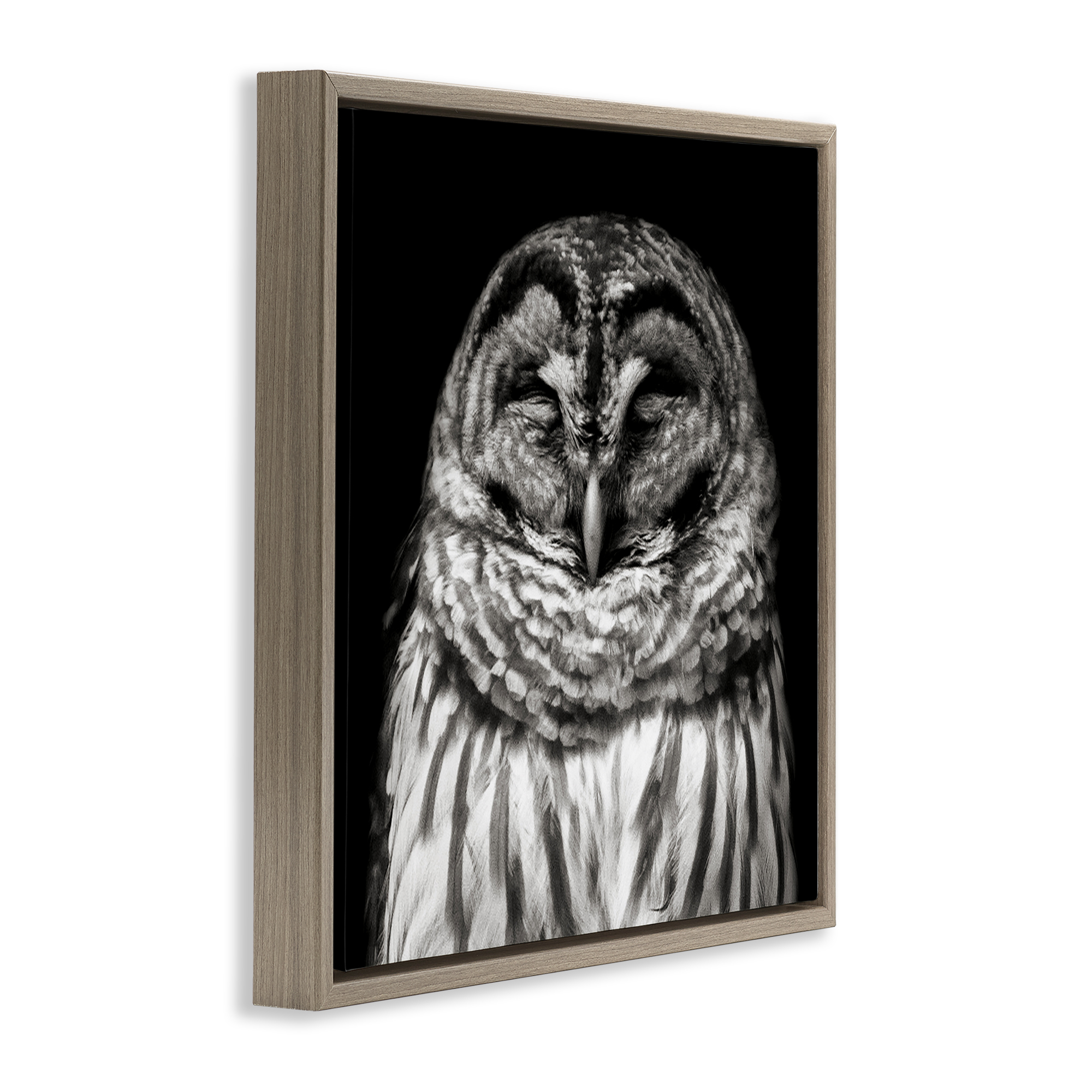 Stupell Industries Sleeping Owl Portrait Animals & Insects Photography Brown Floater Framed Canvas Art Print Wall Art, 18 x 18