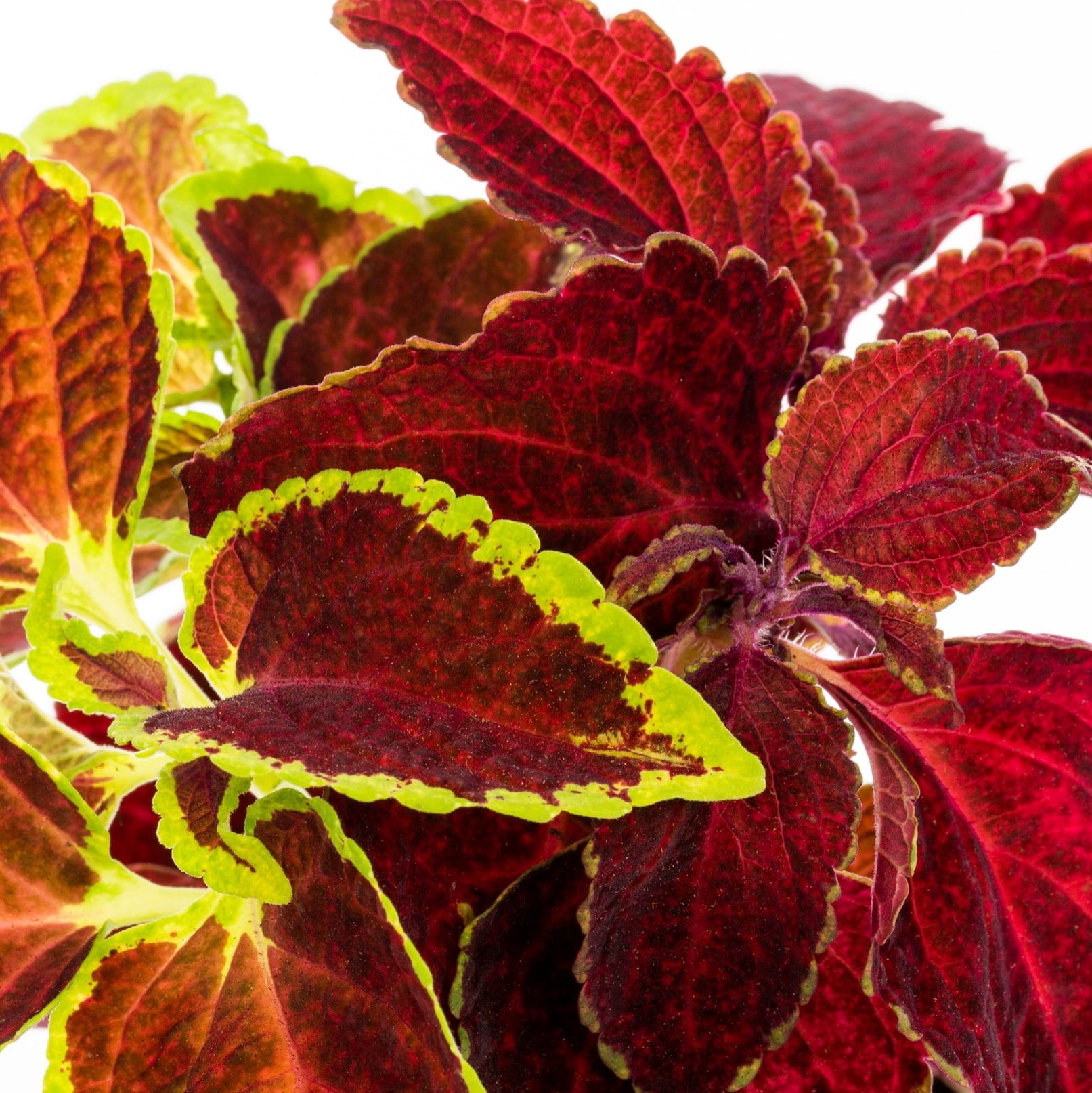 Expert Gardener 1PT Multicolor Coleus Live Annual Plant Sun 6-Pack