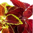 thumbnail image 2 of Expert Gardener 1PT Multicolor Coleus Live Annual Plant Sun 6-Pack, 2 of 5