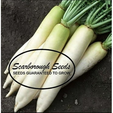 Scarborough Seeds Daikon Radish 100 Seeds-Heirloom- Non-GMO