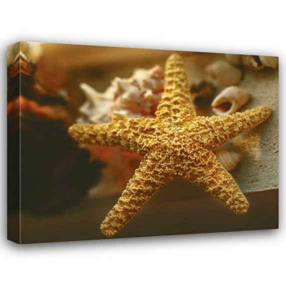 Philip Clayton-Thompson 24x20 Gallery Wrapped Canvas Wall Art Titled - Starfish I