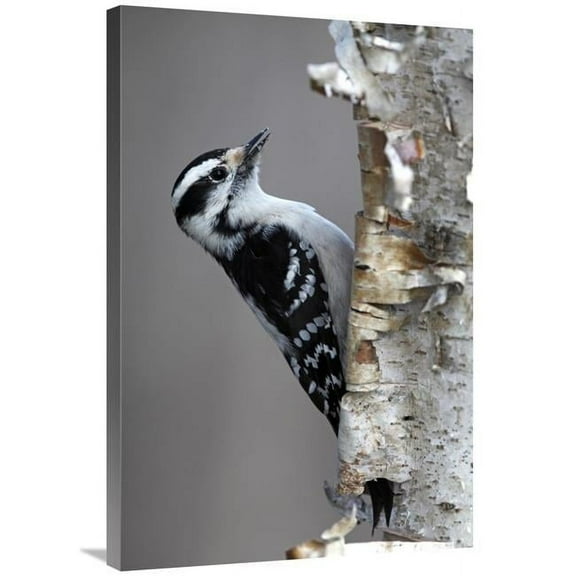24 x 36 in. Downy Woodpecker, Canada Art Print - Scott Leslie