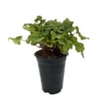 thumbnail image 2 of Citrus Shock Coral Bells - Heucherella - Shade Perennial - 4.5" Pot, 2 of 2