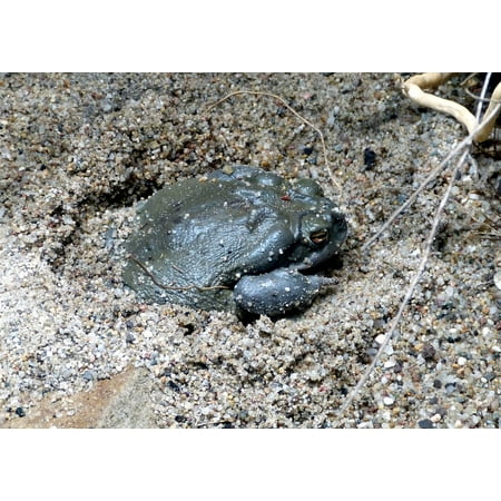 Sand Frog - Canvas Print Frog Zoo Bullfrog Animal Toad Terrarium Sand Stretched Canvas 10 x 14