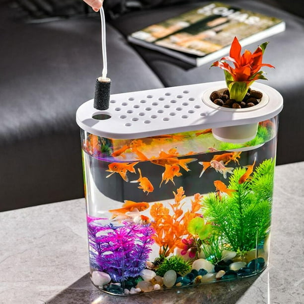 Small hotsell desktop aquarium