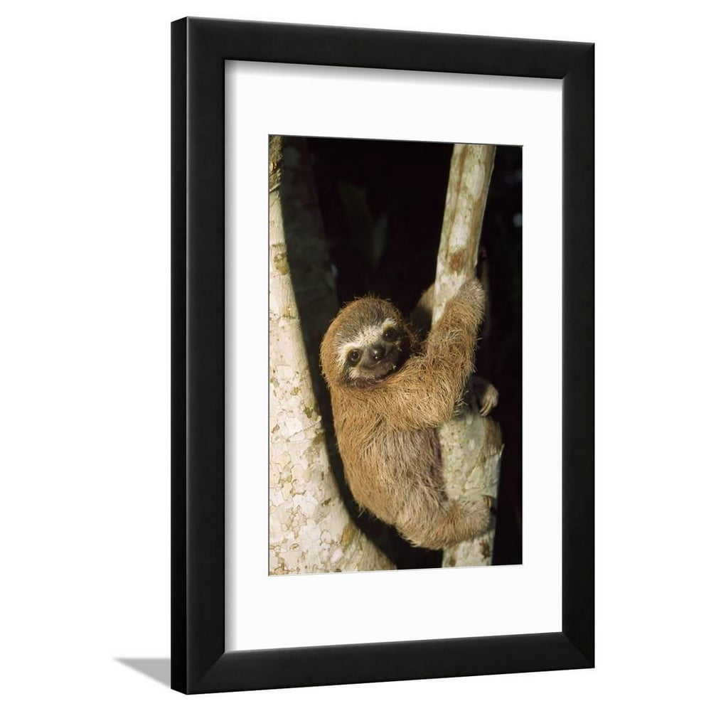ThreeToed Sloth Framed Print Wall Art