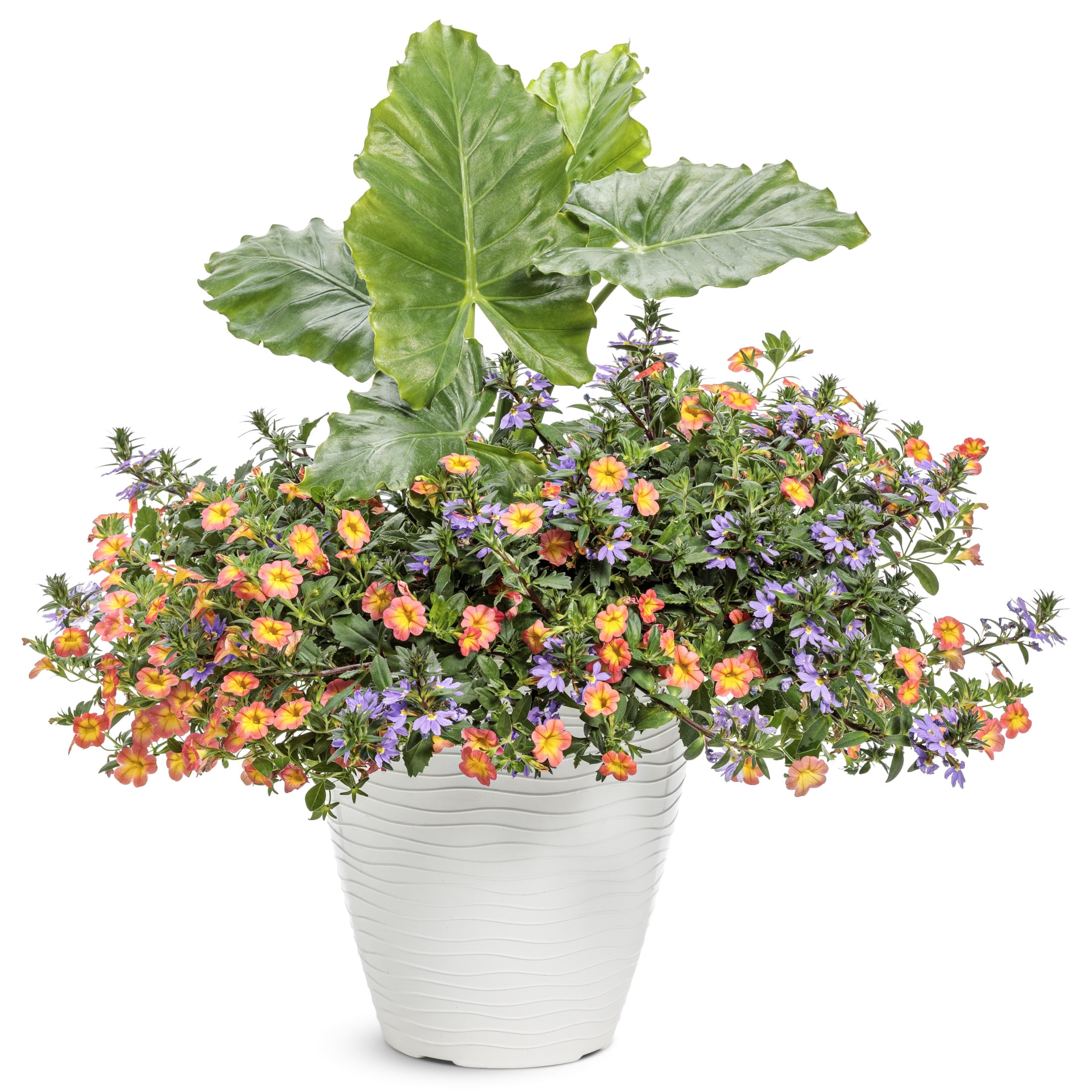 Proven Winners 5" Emerald Isle Elephant Ear Live Plant in 4.5" Pot