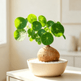 thumbnail image 3 of Stephania Erecta, Tropical Caudex Houseplant‑Effortless Raise‑Minimal Upkeep‑Ideal for Tabletop, Plant Pots & Planters, 3 of 7