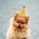 thumbnail image 5 of Set de gorros de cumpleaños para perros Cellcacn, tamaño pequeño, 9,5 cm, 20 unidades, ajustables, 5 of 7