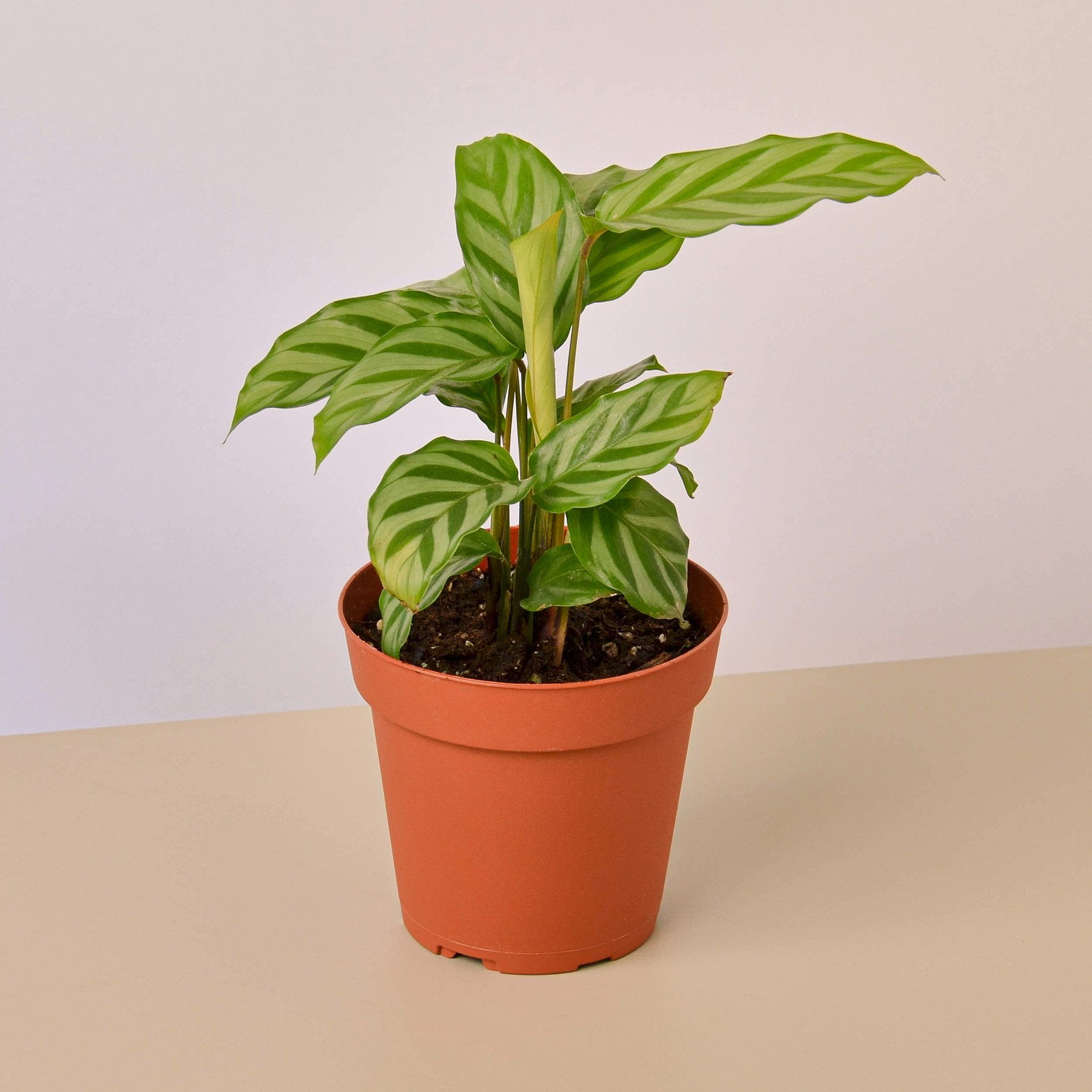 Calathea Freddie