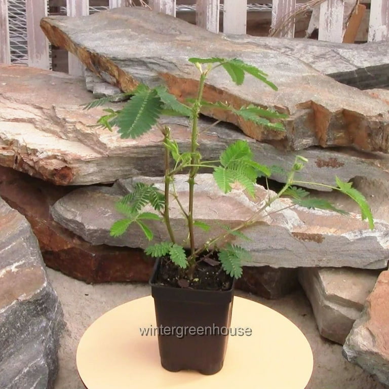 Mimosa Pudica Fairy Sensitive Plant - Live Indoor Houseplant, Real