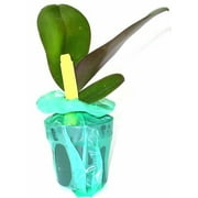 Phalaenopsis Orchid White Plant 4-8 Tall Rooted 2.5 Pot No Bloom, Indirect Sun to Shade